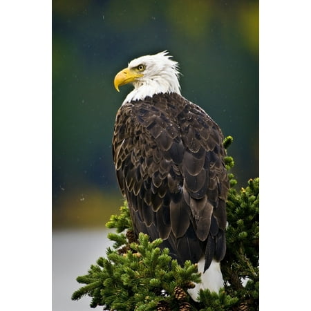 side view of american