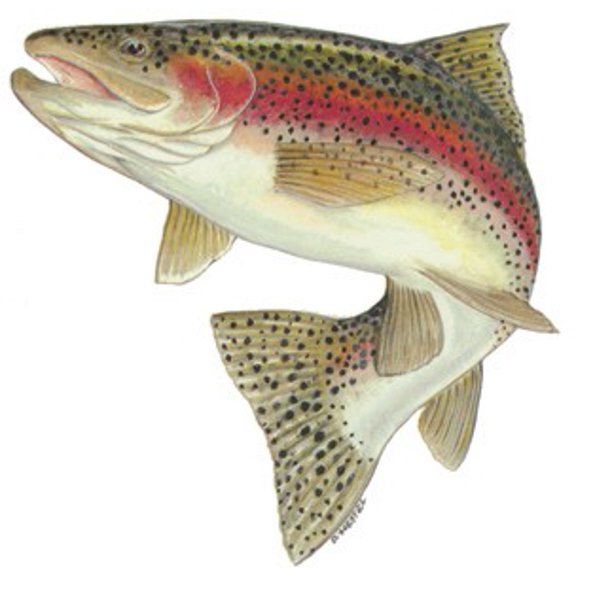 Action Rainbow Trout Decal