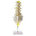 thumbnail image 2 of Laboratorio Anatómico Médica Modelo De Vertebral Vértebras Lumbares Con Sacro Coxis, 2 of 7