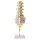 thumbnail image 2 of Laboratorio Anatómico Médica Modelo De Vertebral Vértebras Lumbares Con Sacro Coxis, 2 of 7