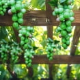 thumbnail image 4 of PRETXORVE Purple Green Rubber Grapes Elastic Soft Rubber Grapes Artificial Grape Fake Grapes Lifelike Artificial for Party Pub Cabinet Ornament Home Garden Wedding, 4 of 6