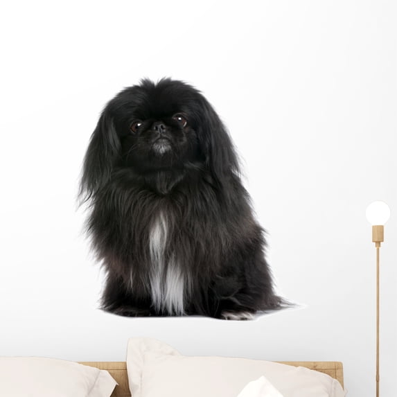 Black Pekingese 6 Years Wall Decal by Wallmonkeys Peel and Stick Graphic (24 in H x 24 in W) WM154240