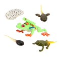thumbnail image 3 of Figurines de Cycle de Vie Simulation Libellule pour Modèle de Croissance Cadeaux de Fête Enfants Arbre à Il Rouge Grenouille, 3 of 9