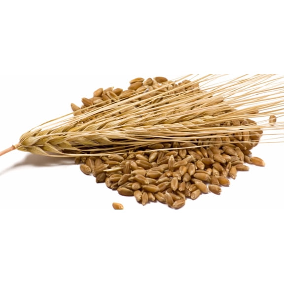 Barley Kernels