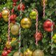 thumbnail image 3 of Adorno de piruleta de bastón de caramelo de plástico JanHm 30 piezas decoración colgante para árbol de Navidad rojo blanco y verde, 3 of 5