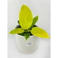 thumbnail image 2 of Philodendron Moonlight Lemon Lime Hybrid - Live Air-Purifying Indoor Plant in Nursery Pot – Easy Care, Low Maintenance Houseplant for Home & Office Decor, Natural Air Cleaner, Best for Beginners, 2 of 8