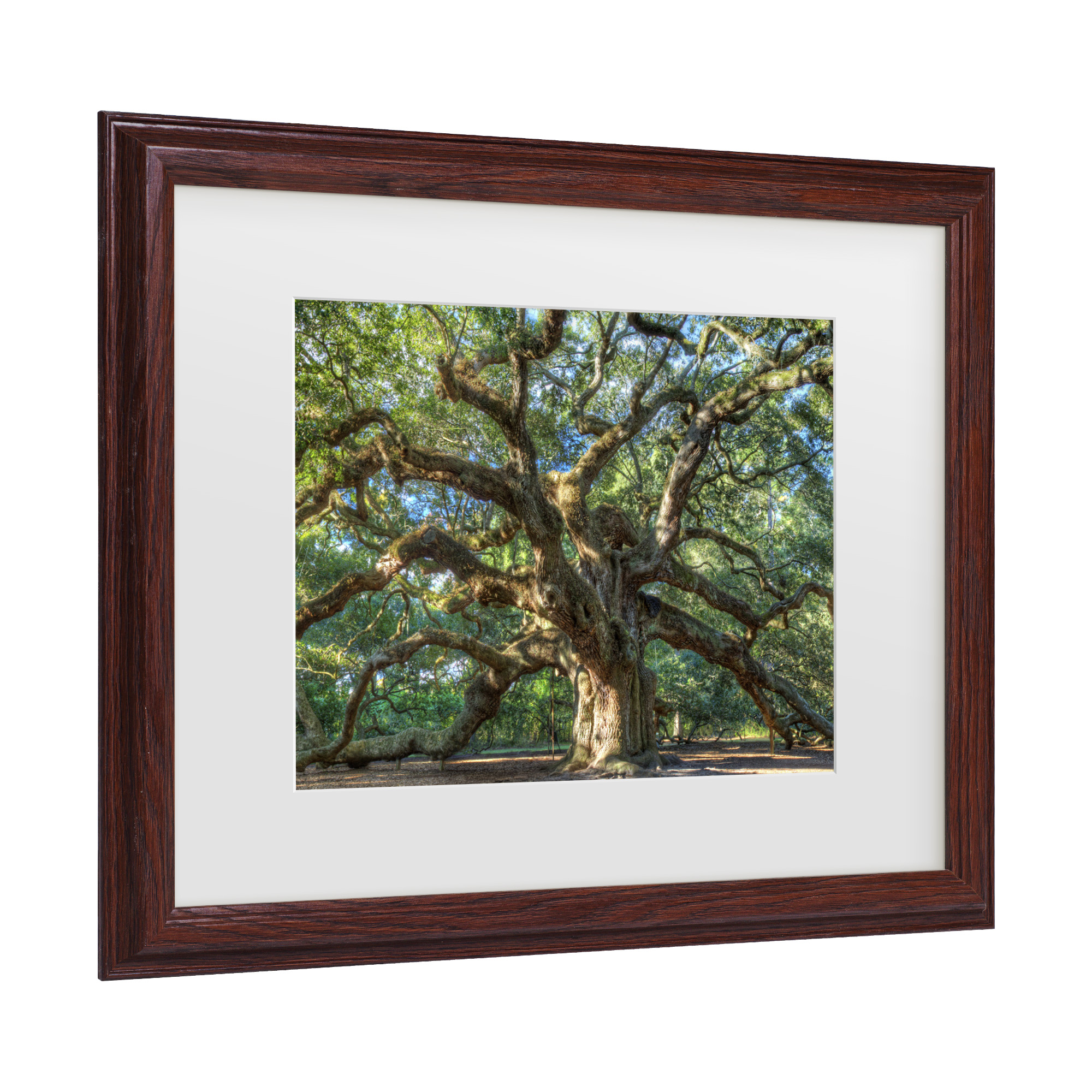 Trademark Fine Art 'Angel Oak Charleston' Canvas Art by Pierre Leclerc