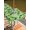 Green LawnGreen Beige, variant on Outdoor Tablecloth with Umbrella Hole and Zipper, St. Patrick's Day Square Table Cloth 60x60 Inch Waterproof Tablecloth, Lucky Shamrocks Spring Leaves Plants Picnic Table Cover for Patio Camping
