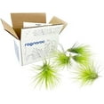 thumbnail image 2 of ragnaroc Air Plants - Tillandsia Andreana, Large 4-6" - 5ct - Live Arrival Gauranteed - House Plants for Home Decor & Gift, 2 of 7