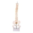 thumbnail image 1 of Modelo de vertebral de aprendizaje del modelo de la médula espinal, herramienta de educación, modelo de vertebral de 45 cm para el, 1 of 8