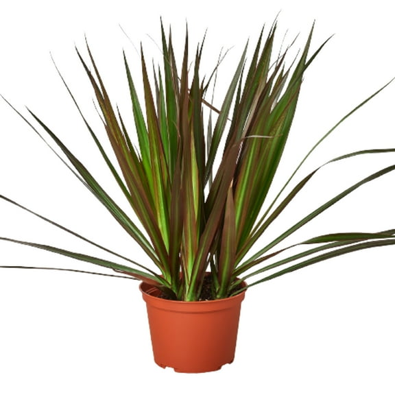 Dracaena 'Marginata Magenta', 4" Pot, Indoor Houseplant, Easy Care, Live Plant for Indoor & Outdoor
