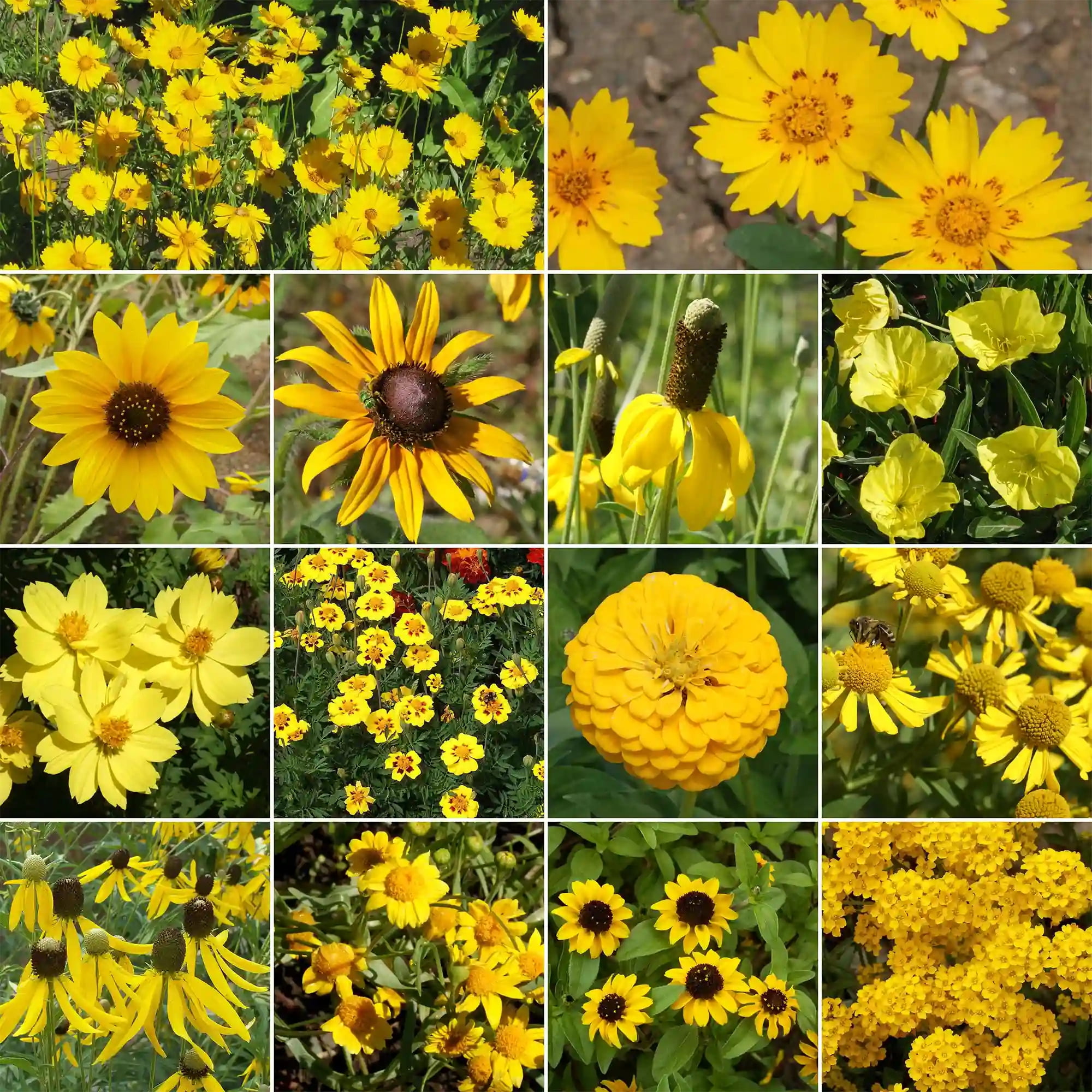 Ferry-Morse Yellow Mix Bulk Flower Seeds, 1lb
