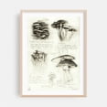 thumbnail image 2 of Mushrooms - Drawing Botanical Nature Black and White Vintage Floral Line Art Illustration Unframed Wall Art Print 36 x 48 inches, 2 of 16