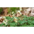 thumbnail image 4 of 5 Dutchman's Breeches Roots for Planting - Dicentra Cucullaria - Wildflower - Bleeding Hearts Flower - Perennial, 4 of 5