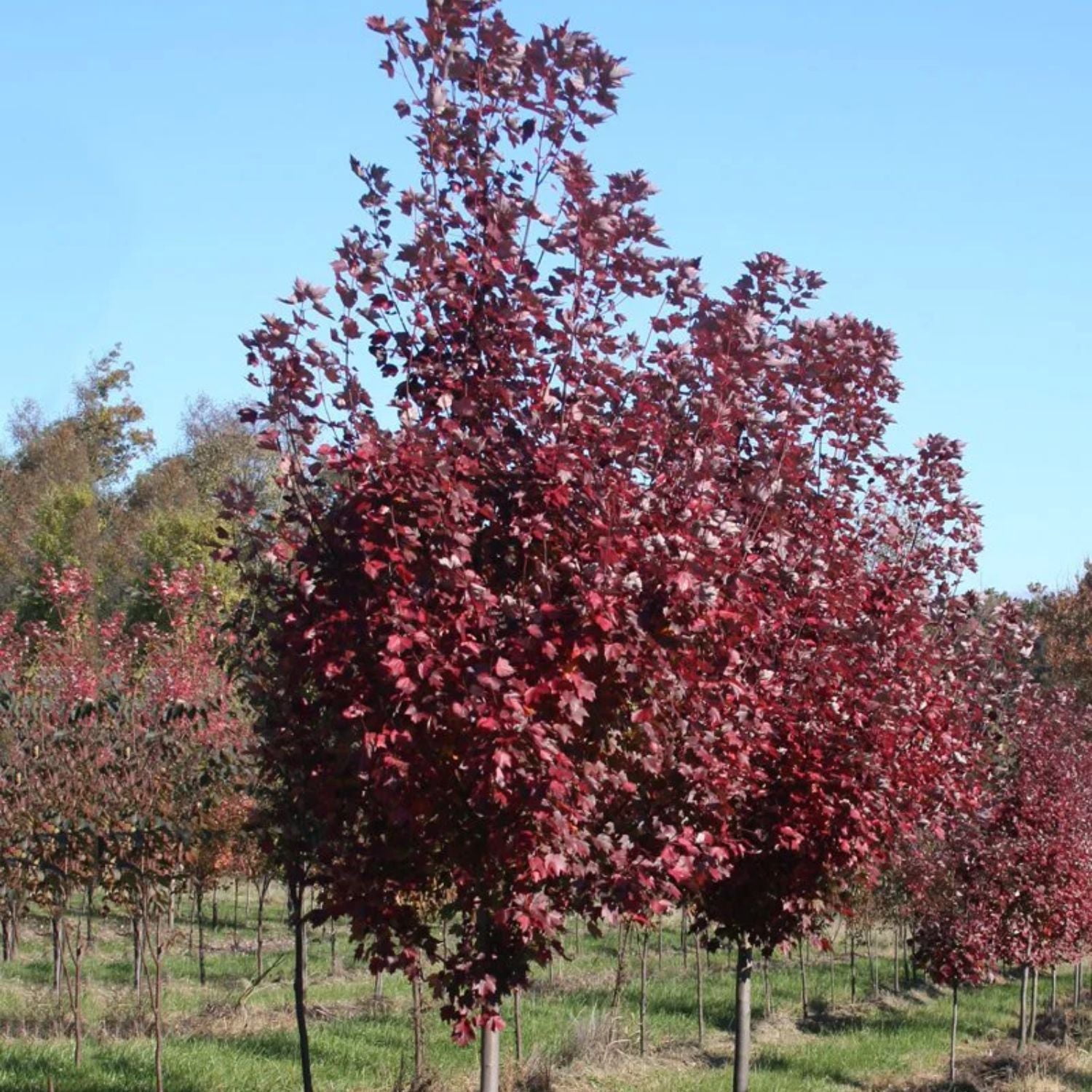 Expert Gardener Brandywine Maple Live Tree, 1-1.5 ft Tall, 1-Gallon Grower Pot