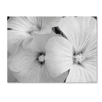 Trademark Fine Art "Sheer Malva" Canvas Art by Kathie McCurdy