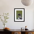 thumbnail image 3 of Canada, Quebec, Eastman. Common Loon in Water, Animals Framed Art Print Wall Art by Jaynes Gallery Sold by Art.Com, 3 of 5