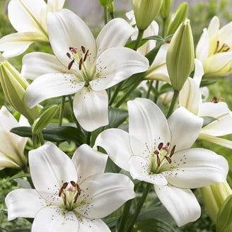 Van Zyverden Lilies Premium Oriental Stargazer Set of 7 Giant