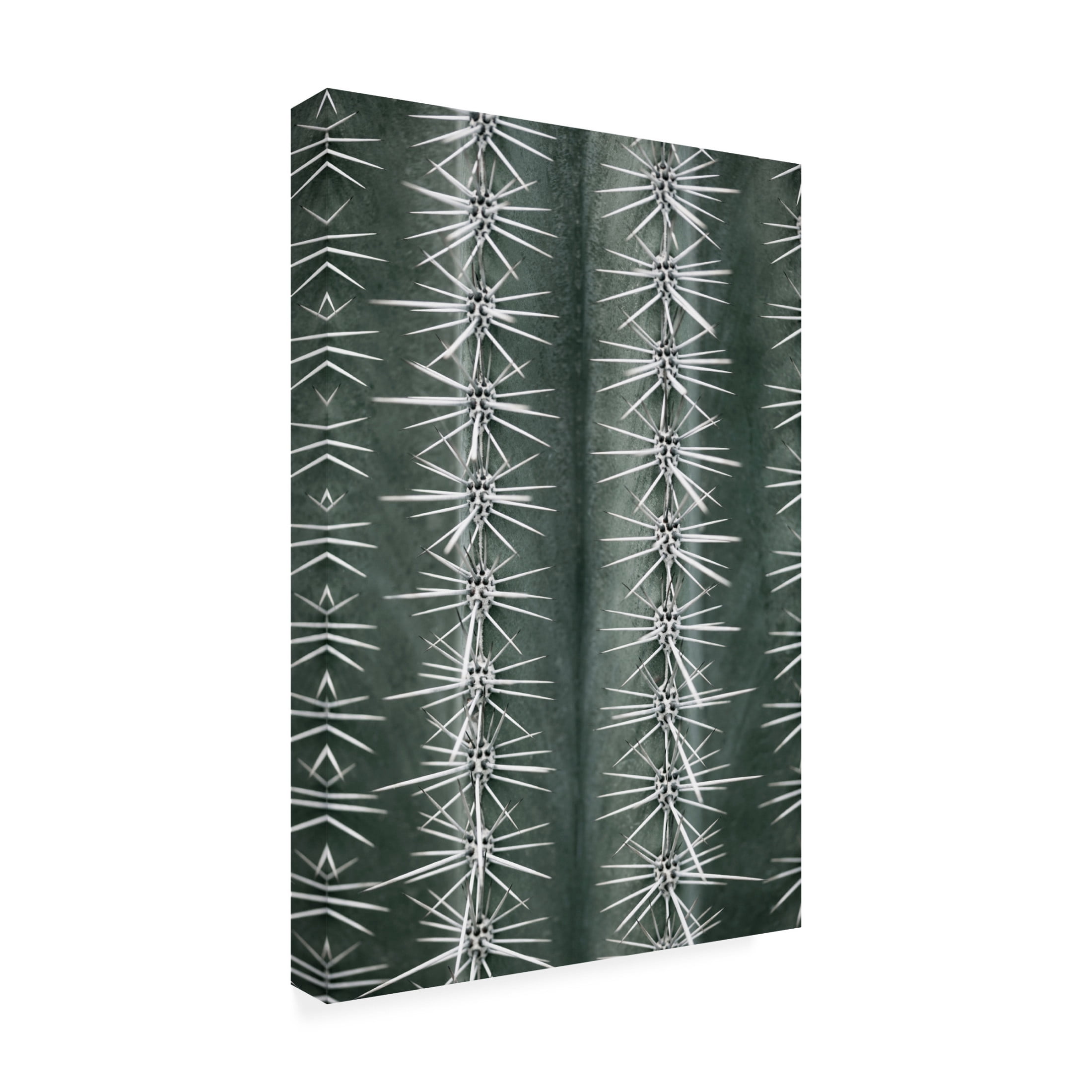 Pictufy Studio III 'Cactus Green' Canvas Art - 22 x 32 Inches