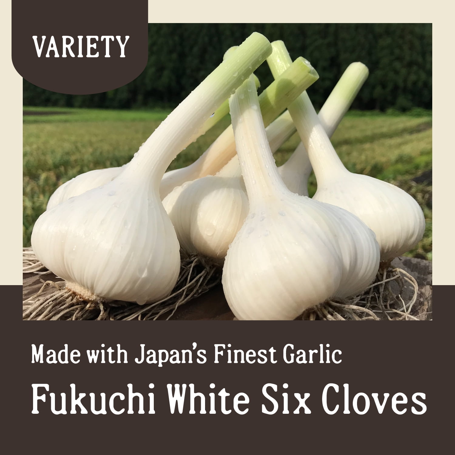 Black Garlic Japanese Fermented Superfood, Whole Bulbs