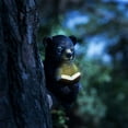 thumbnail image 5 of Bear Garden Solar Lighting Ornament - Resin Black Bear Reading Book Outdoor Patio Sculpture and Statue for Garden, 5 of 8
