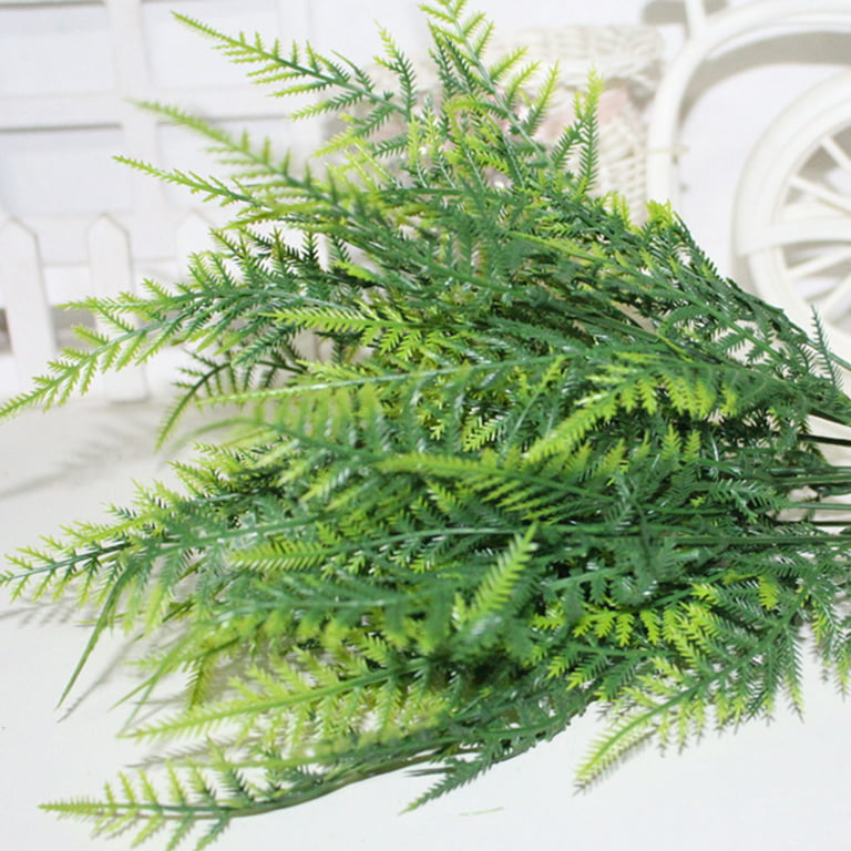 Pack of 4 Best Asparagus Fern Plants – Lalit Enterprise