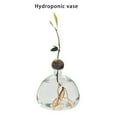 thumbnail image 3 of Jarrón hidropónico de vidrio transparente Apooke para semillas de aguacate, 3 of 8