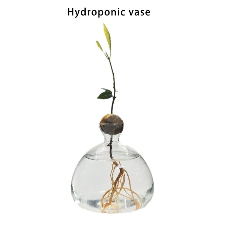 WINDLAND Transparent Glass Hydroponic Plant Vase Avocado Seed Starter Vase  Container Gift - Walmart.com