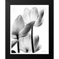 thumbnail image 2 of Van Swearingen, Debra 20x24 Black Modern Framed Museum Art Print Titled - Translucent Tulips III no border, 2 of 5