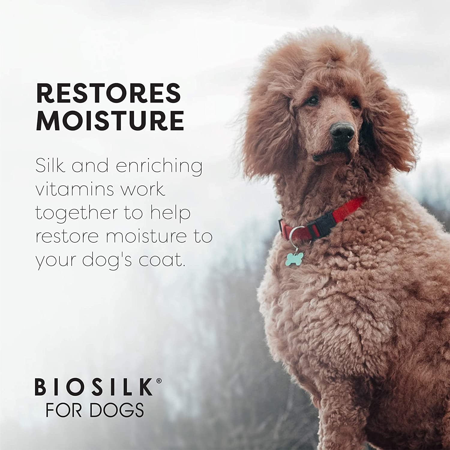 Poodle shampoo and clearance conditioner