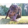 thumbnail image 4 of Spot Bam-Bone Wish Bone 5.25 Pouces-Bacon, 4 of 5