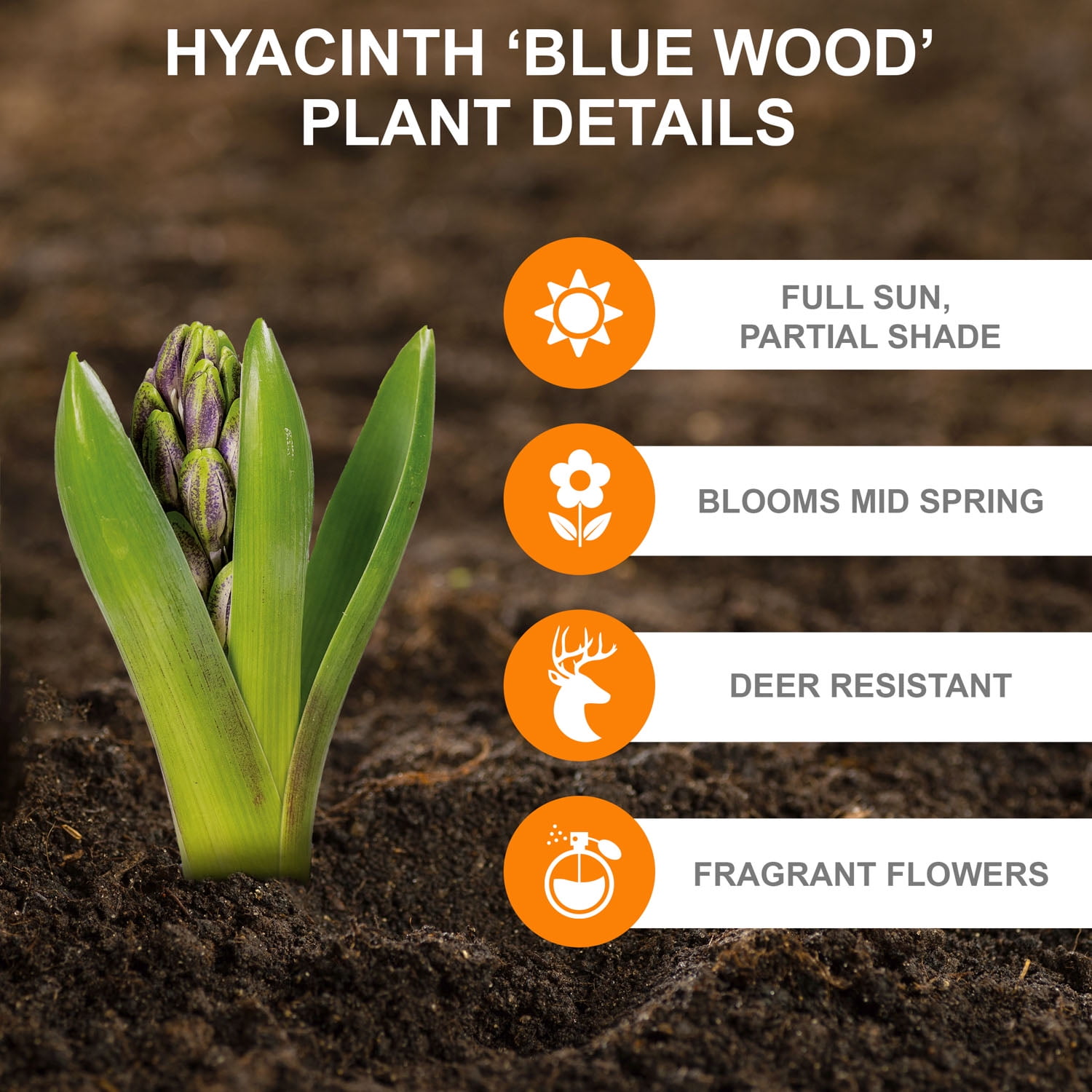 Garden State Bulb Blue Wood Hyacinth Flower Bulbs, 8/10cm, Fragrant (Bag of 50)