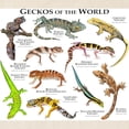 thumbnail image 2 of CafePress - Geckos Of The World Tote Bag - Unisex Canvas Tote Bag, Beige, 1-Piece, 2 of 7