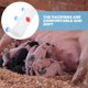 thumbnail image 3 of GAXIRE Alimentador De Para Corderos Cabras Y Vacas Con Chupón Suave Y Cuerpo Ligero Plástico, 3 of 8