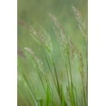 thumbnail image 2 of Mahan, Kathy 11x14 White Modern Wood Framed Museum Art Print Titled - Velvet Grass IV, 2 of 4