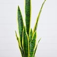 thumbnail image 5 of Nearly Natural 30in. Artificial Sansevieria Plant, 5 of 6