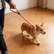 thumbnail image 5 of Correa de Nailon para Perros con Asa Deslizante: Correa Antitirones para Pasear Perros Pequeños y Medianos, Asa Acolchada para Paseos y Entrenamiento Cómodos Al Aire Libre., 5 of 6