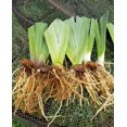Iris BulbsIris Bulbs Bulk Bearded Iris Bulbs Iris Plants Iris Plants