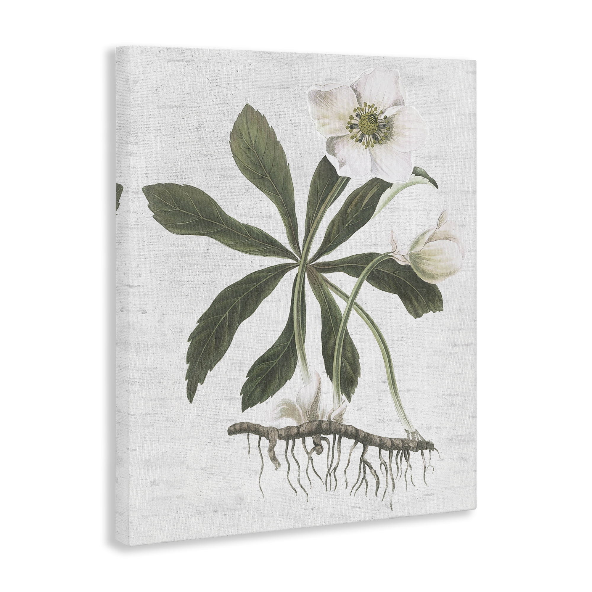 Stupell Industries Magnolia Flower Study Botanical & Floral Painting Gallery Wrapped Canvas Art Print Wall Art, 24 x 30