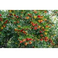 thumbnail image 2 of 25 Seeds STRAWBERRY TREE Edible Red Berry Tree Arbutus Unedo Seeds Irish Killarney, 2 of 11
