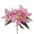 thumbnail image 3 of Bloomingmore - Oriental Lilies - Pink Fresh Flowers, 60 Stems, 3 of 6