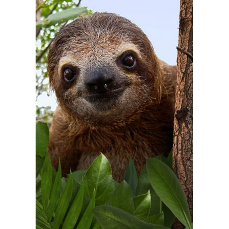 Hallmark Friendship Card, Thinking of You Card (Sloth)