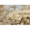 thumbnail image 2 of Millet, Karyn 24x17 White Modern Wood Framed Museum Art Print Titled - Cherry Blossoms II, 2 of 4