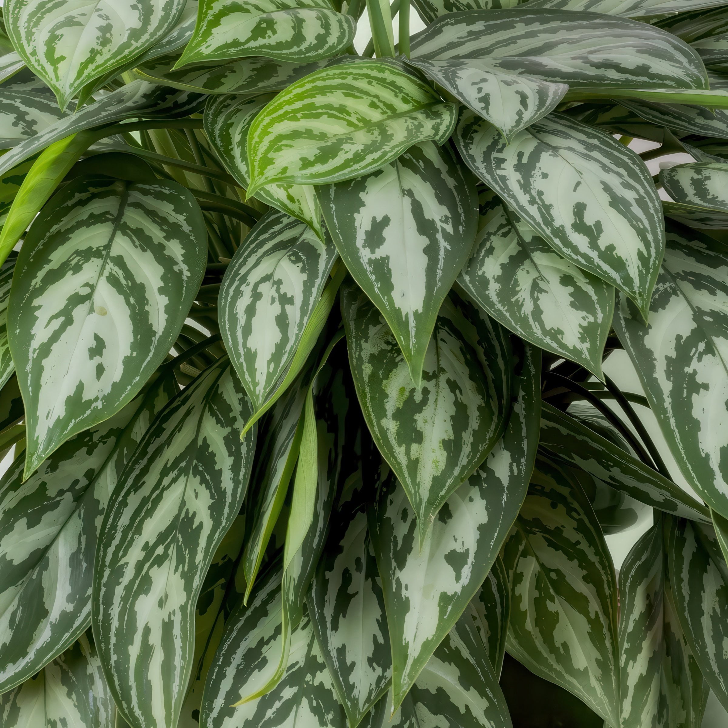 6 in. Aglaonema Maria Emerald Beauty Plant in Grower Container