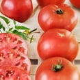 thumbnail image 6 of (2 pack) Bonnie Plants Big Boy Tomato 19.3 oz., 6 of 11
