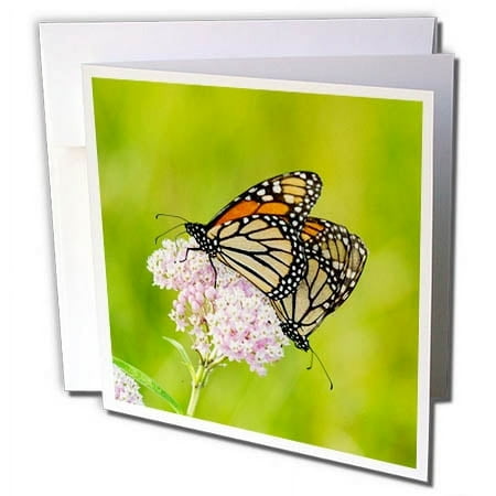 3dRose, Monarch Butterflies male and female on Swamp Milkweed, Marion Co, IL, 1 Greeting Card with envelope
