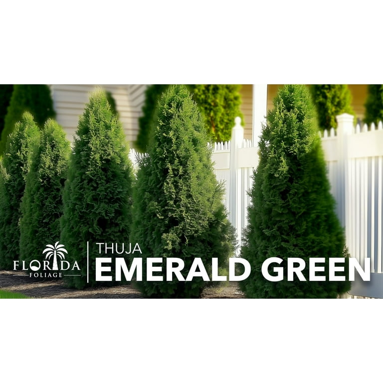 Arborvitae Emerald Green 3 Live Gallon Size Trees Thuja Occidentalis Smaragd Evergreen Privacy Screening Hedge Plants