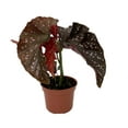 thumbnail image 2 of Crackling Rosie Begonia Plant - 3.7" Pot - Excellent Houseplant, 2 of 4