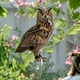 thumbnail image 2 of Bird Deterrent Eagle, Owl Scarecrow Pendant, Waterproof Device for Garden (4 Pack), 2 of 5