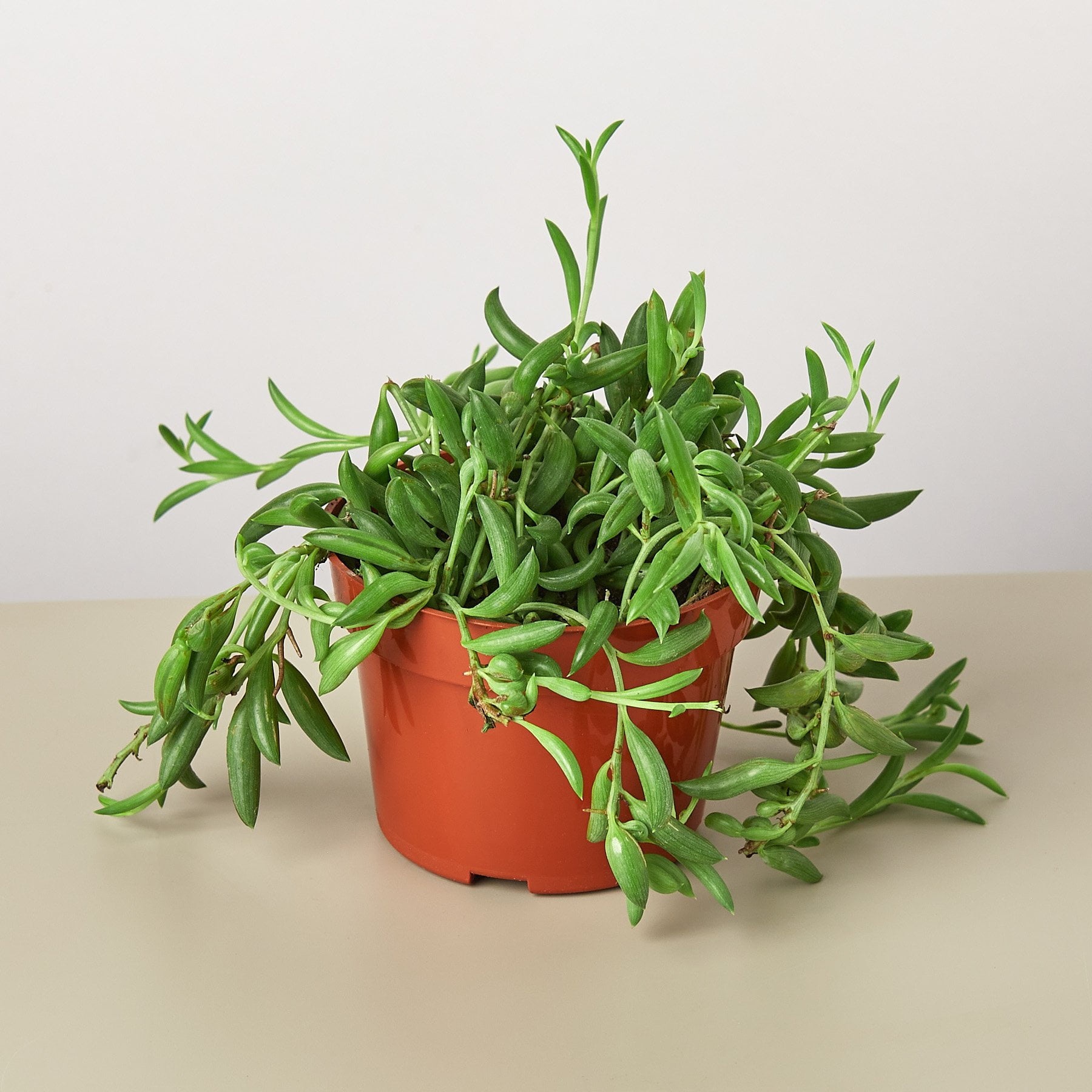 Succulent �String of Bananas� / 4&quot; Pot